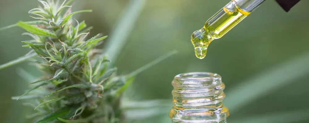 CBD para dor crônica: como a cannabis medicinal pode ajudar no alívio da dor